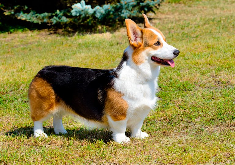Tipos de Corgi Galés y sus características