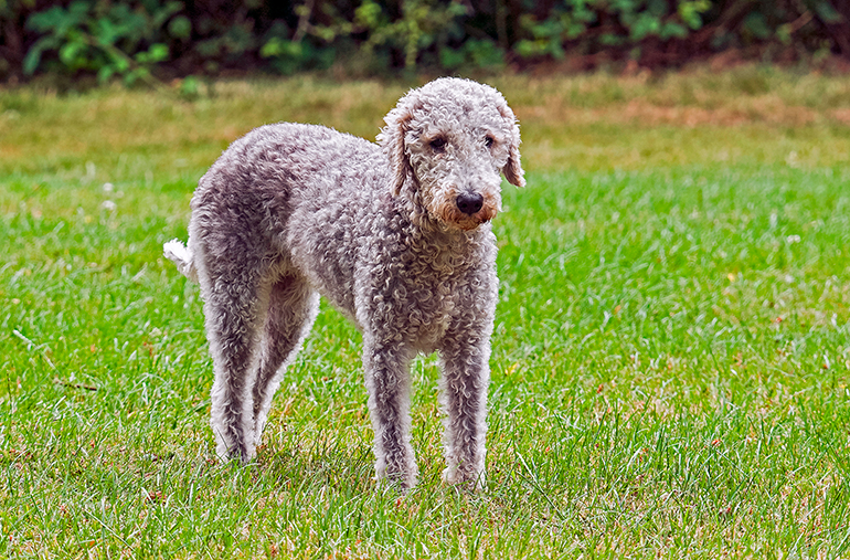 Bedlington-terrier-en-el-jardín2