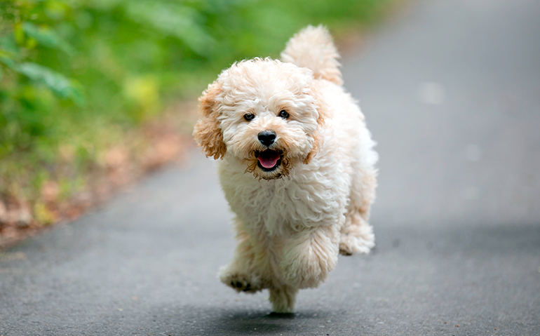 Raza Maltipoo Caracteristicas Cuidados E Historia