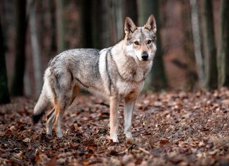 perro lobo de saarloos en el bosque