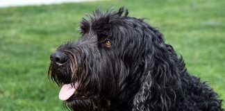 perro terrier negro ruso