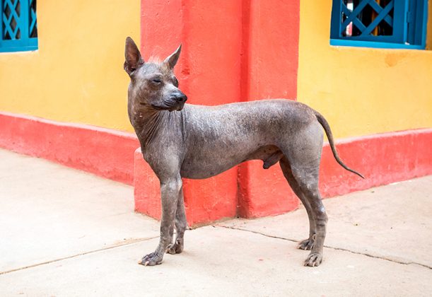 Perro Sin Pelo Peruano Exótico Y Estiloso 3128