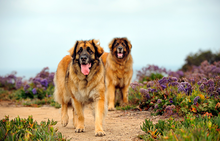 pareja-de-perros-Leonberger-en-el-monte