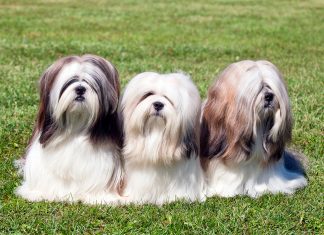 tres-perros-Lhasa-apso-posando-sobre-el-cesped