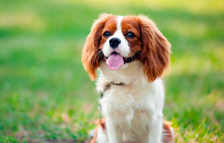 Perro Cavalier King Charles Spaniel: características y fotos