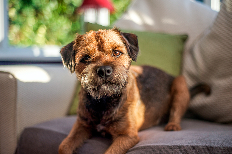 border terrier en el sofá