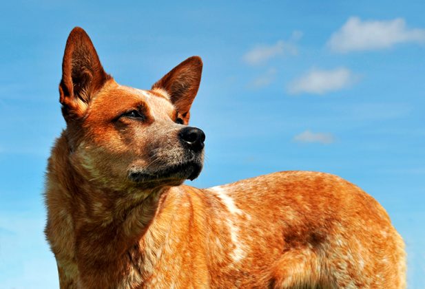 Kelpie australiano - Temperamento, características y fotos