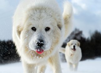 perro Montaña de los Pirineos corriendo en la nieve