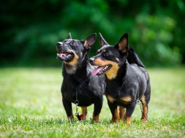 pareja de perros Lancashire Heeler