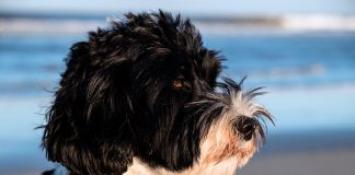 perro de agua portugués en la playa