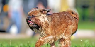 perro grifón belga corriendo sobre el cesped
