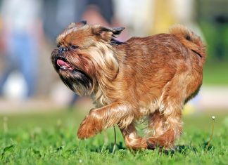 perro grifón belga corriendo sobre el cesped
