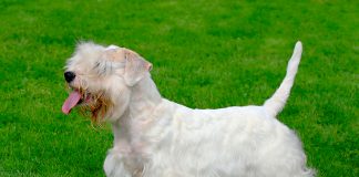 Sealyham Terrier posando sobre el cesped