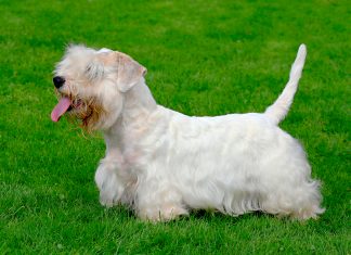 Sealyham-Terrier-posando-sobre-el-cesped