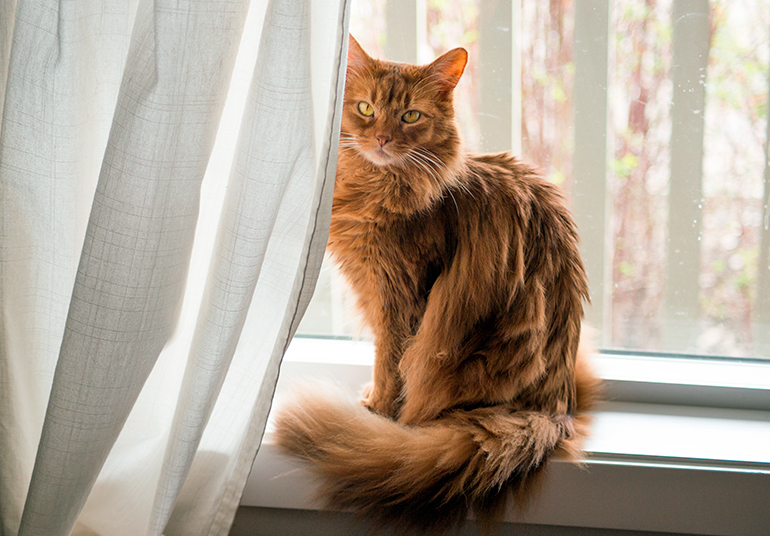 gato Somalí junto a la ventana