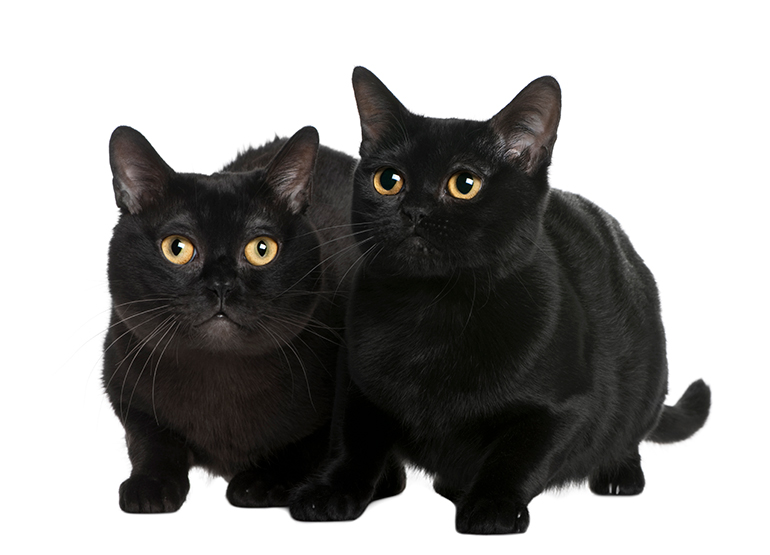 pareja de gatos negros de raza Bombay