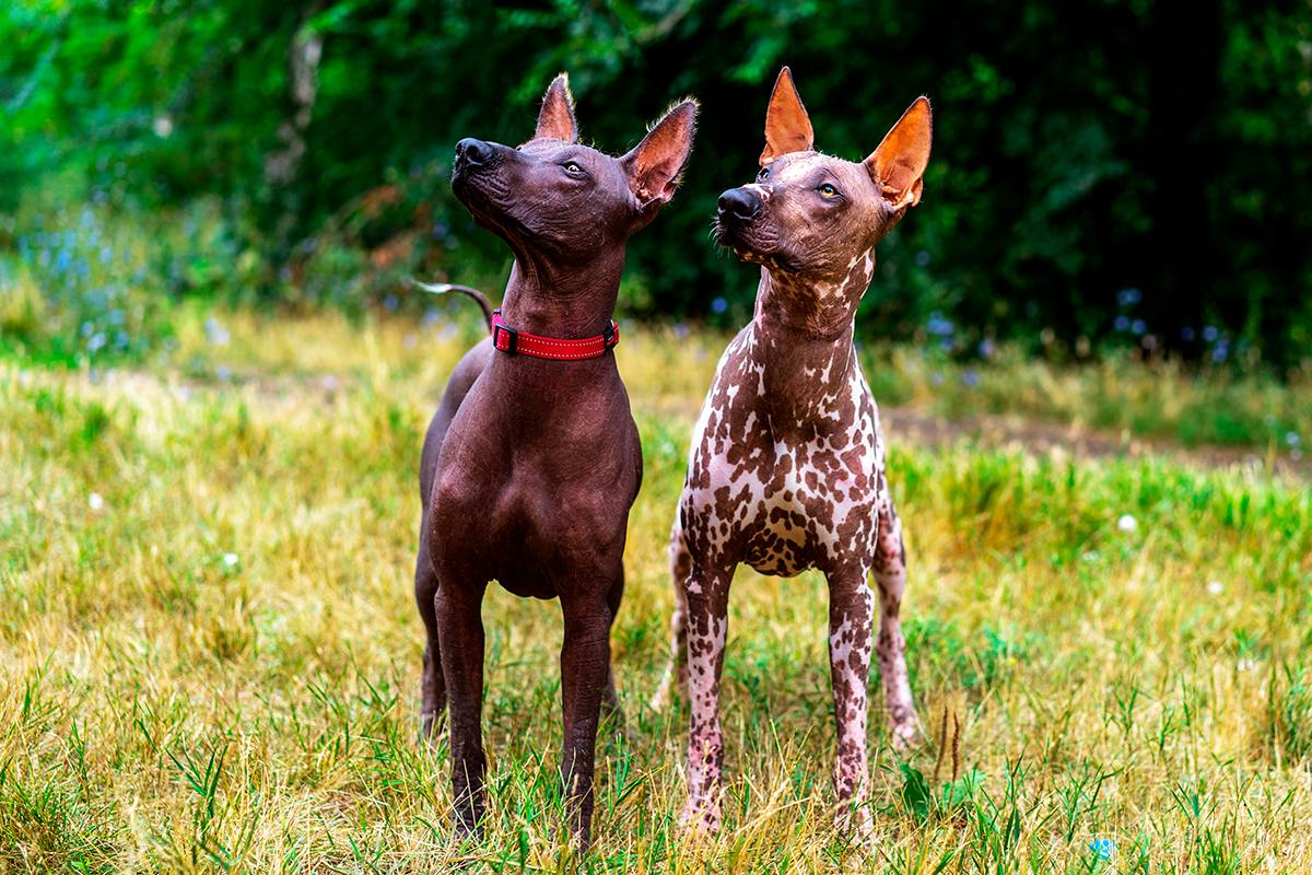 pareja-de-perros-Xoloitzcuintli-de-diferente-color