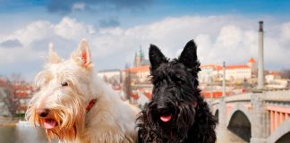 pareja de perros de raza Terrier Checo
