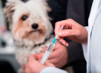 perro con addison recibiendo su medicación