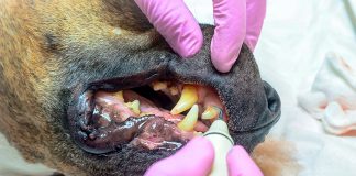 perro con sarro en los dientes