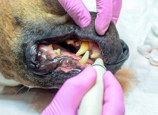 perro con sarro en los dientes