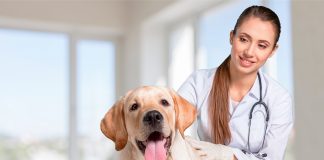 perro en revisión veterinaria