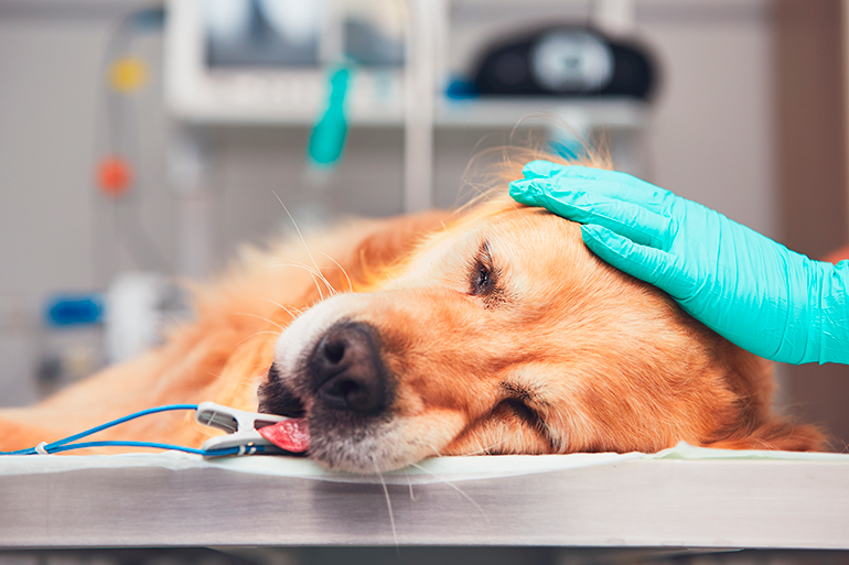 Pareja Rana láser Infarto de miocardio en perros - Síntomas y tratamiento