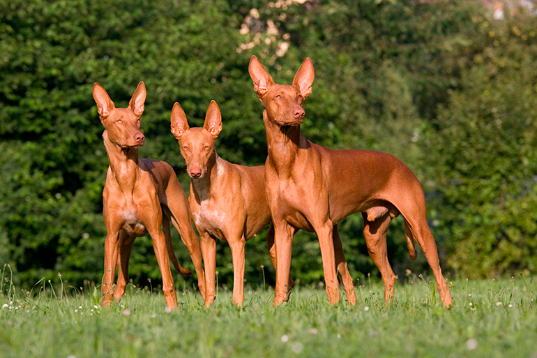 tres-perros-del-faraón-en-el-jardín