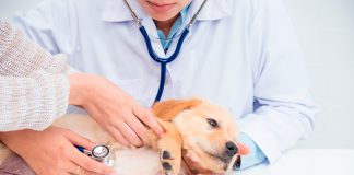 cachorro en revision veterinaria