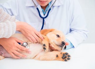 cachorro-en-revision-veterinaria