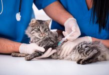 gato en el veterinario recibiendo una vacuna