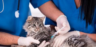 gato en el veterinario recibiendo una vacuna