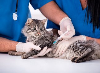 gato en el veterinario recibiendo una vacuna