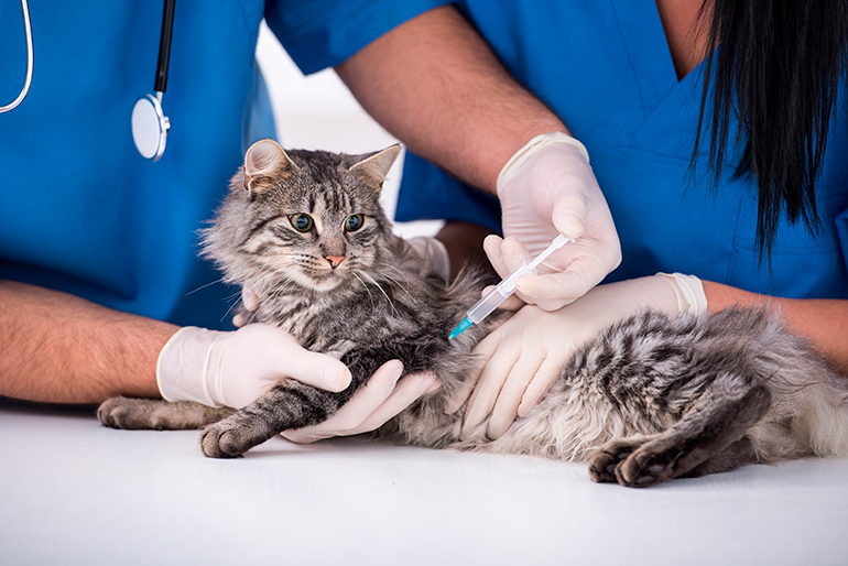 gato-en-el-veterinario-recibiendo-una-vacuna