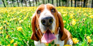 perro de raza Basset Hound