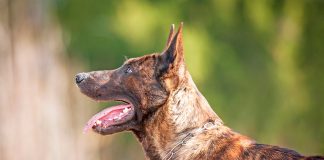 perro de raza Pastor Holandés