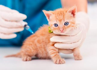 vacunando a un cachorro de gato
