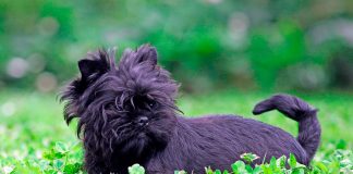 Affenpinscher