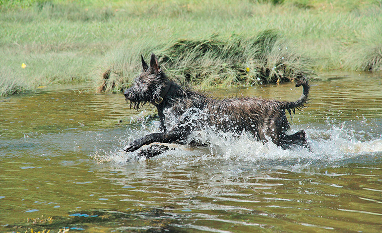Berger de Picardie jugando en el agua