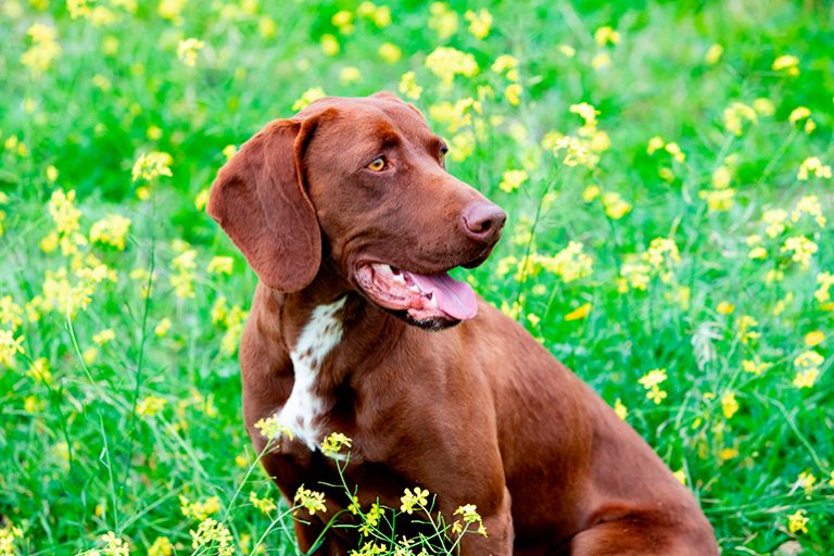 Las mejores razas de perros para la caza