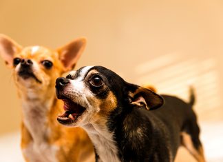 Pareja de perros ladrando