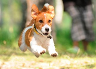 Parson Russell Terrier corriendo