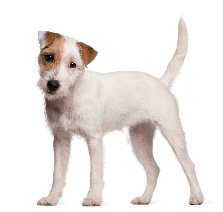 físico del perro Parson Russell Terrier