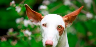 perro Podenco Ibicenco