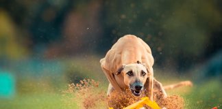 perro Sloughi corriendo