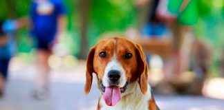 perro de raza Foxhound Americano