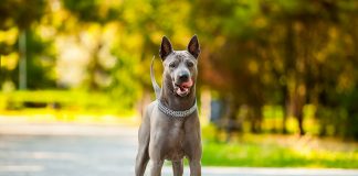 perro de raza Thai Ridgeback