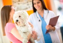 perro en la consulta del veterinario