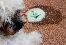 perro que ha vomitado