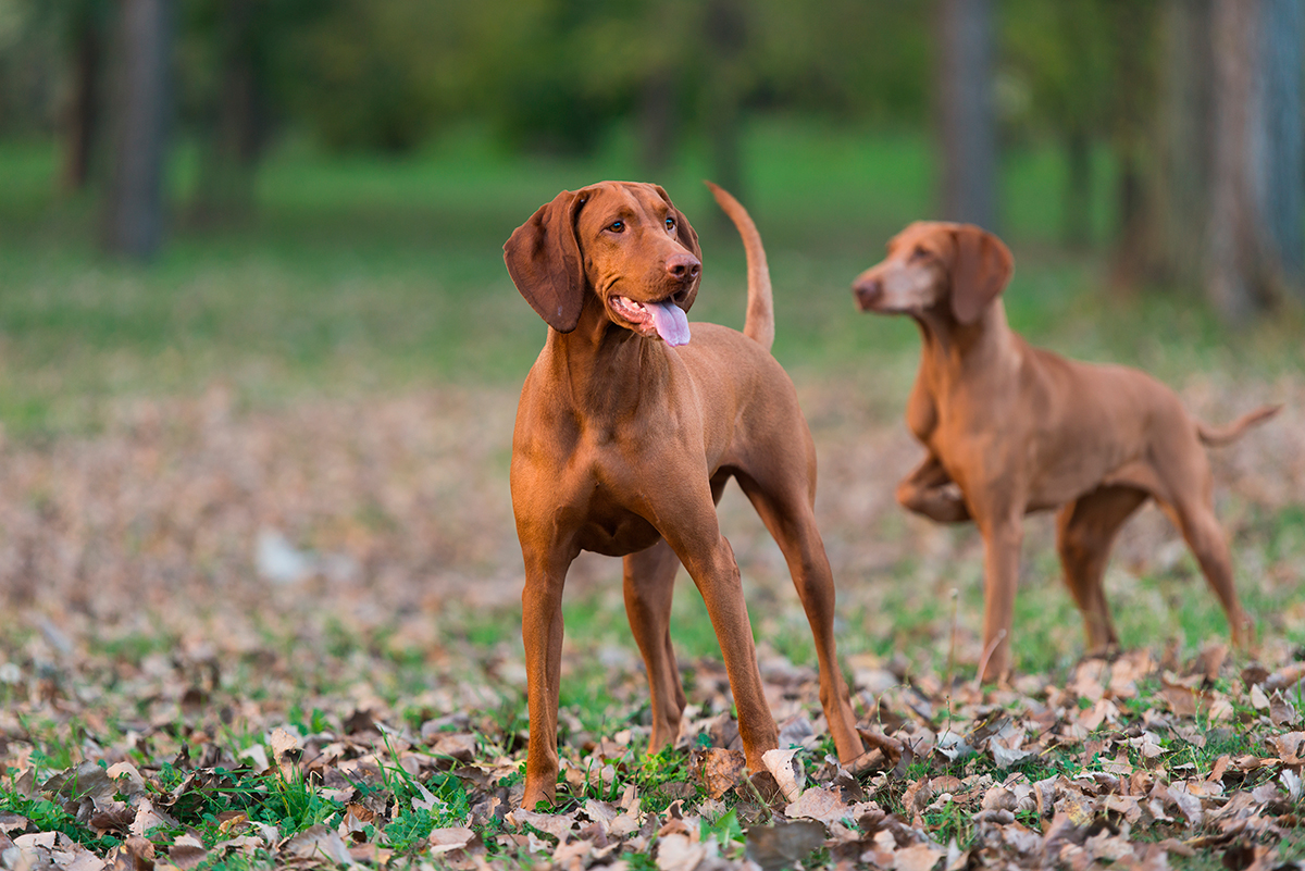 Dinámica gris uvas Las mejores razas de perros para la caza